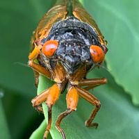 Cicada Love Call by Tracy Walker