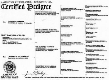 Axl's pedigree - Plenty of Champions & GRAND Champions, American AND Japanese, top AND bottom!
