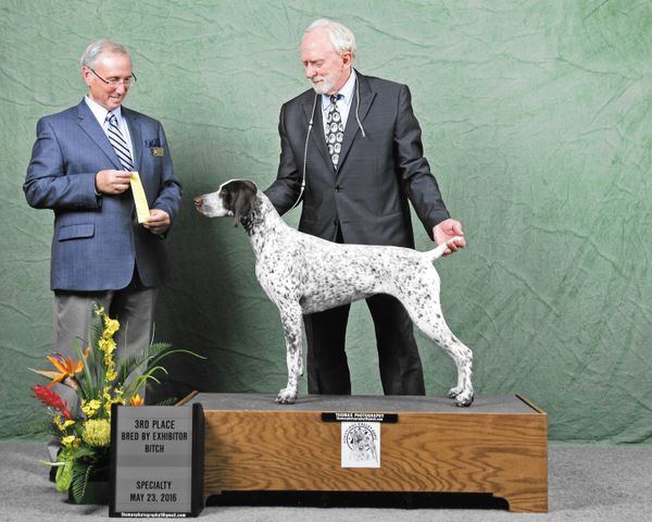 “Mae”

SilverLakes N Starfield Is That A Pistol In Your Pocket
GSPCA Nationals Futurity ~ 4th place
Mr. David Gontz ~ Judge
Schuykill GSP Specialty Bred By Bitch ~ 3rd place 
Mr. Francois Bernier ~ Judge
Mike Rhodes Owner, Gary McNeill owner/handler
