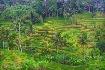 Rice terraces of Tagalalang
