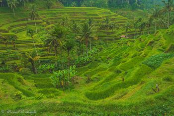 Rice terrace of Tagalallang
