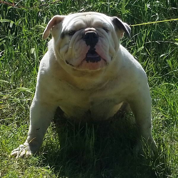IOEBA Blue Olde English " Steel"... 
Courtesy of "Top Bulldogs "... 
Available for stud $700...
Please contact me for more info....
