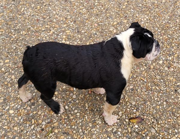 CKC, black and white male, 13 months old, $1700, excuse me being wet, I just had a bath...
Call Chad @ 601-297-1330.. Please mention you saw him on my website!!