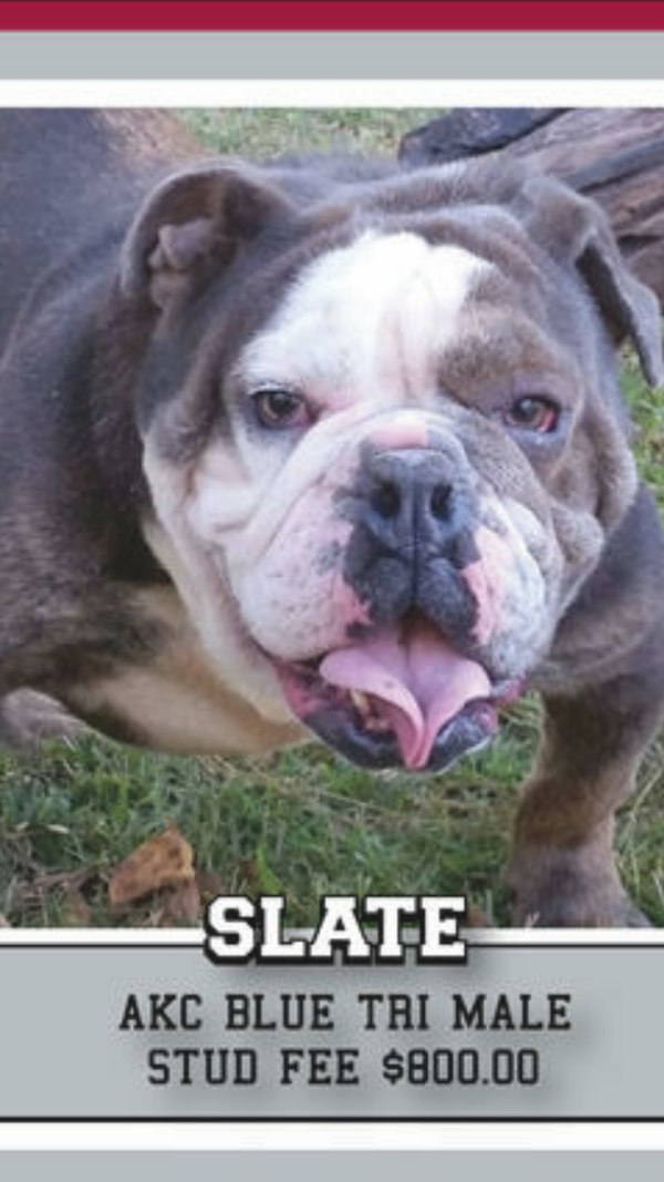 "Slate" AKC English Bulldog.. 