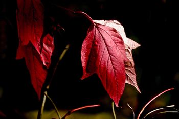 Crimson Fall Leaves
