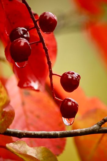 Wild Cranberries After Autumn Rain
