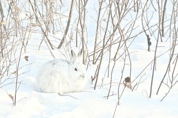 Winter Bush Bunny
