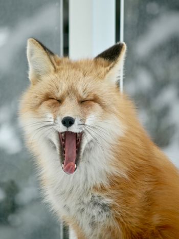 Red Fox Yawn
