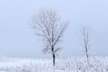 Winter Stillness
