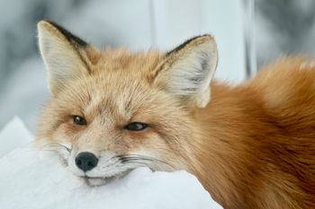 Adorable Red Fox
