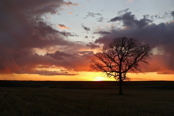 Lone Oak at Sunset
