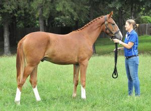 Sorcerer WS - Sold to Katie in Texas

(Sir Donnerhall x EM Ana Isabellah/Autocrat)

Congrats to Katie C - Dallas
