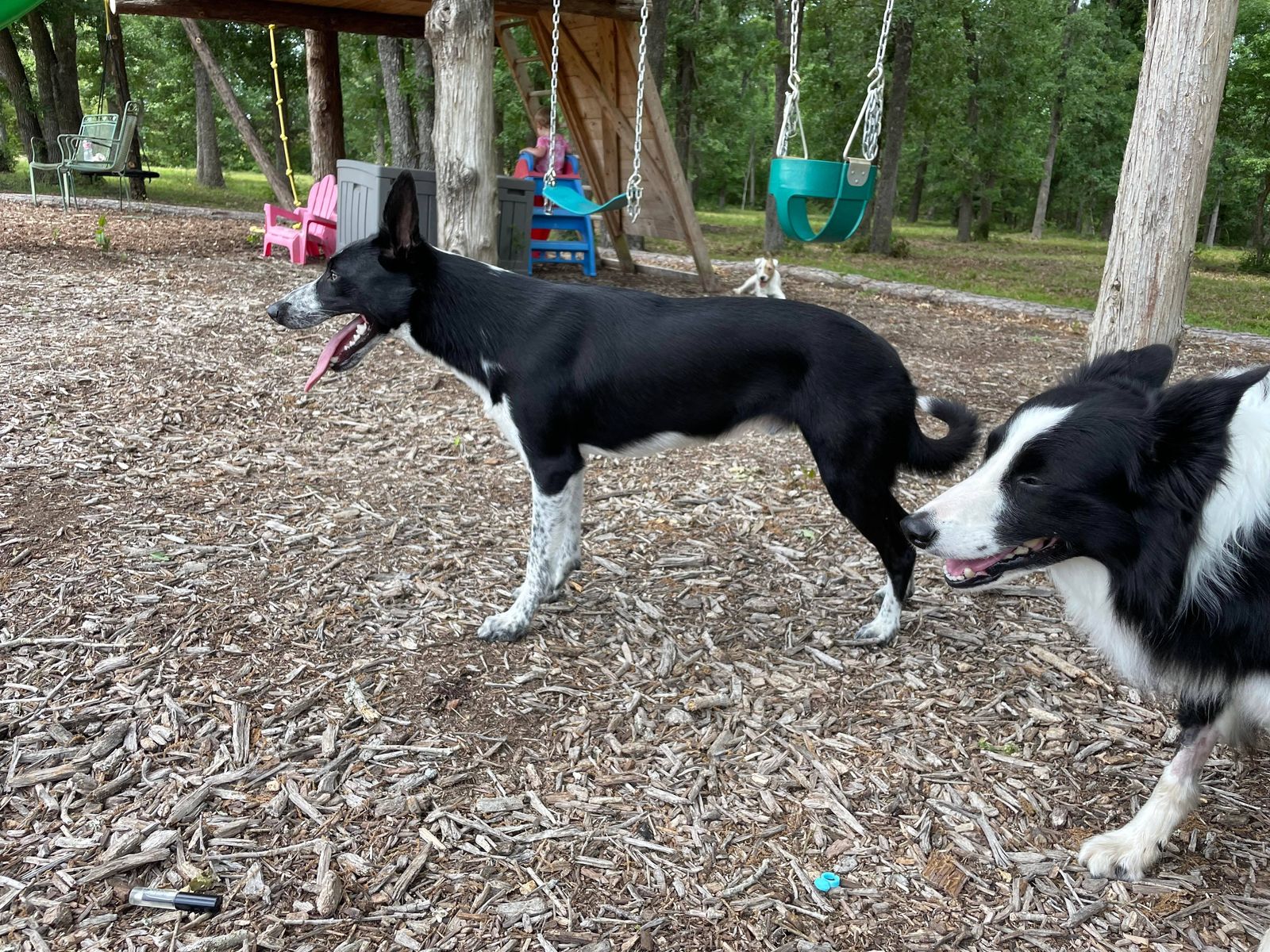 are border collies tails docked