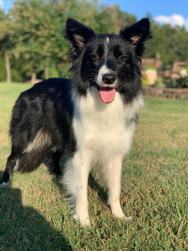 what is the iq of a border collie