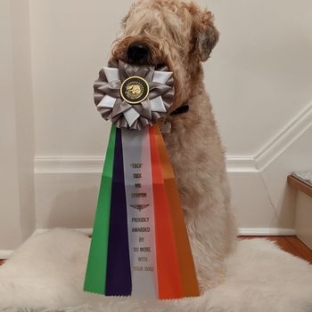 Champion Trick Dog
