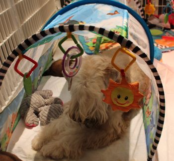 Le tunnel n'est pas que pour els chiots/Tunnel is also made for mommy
