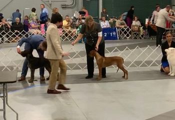 4-6 best in show ring
