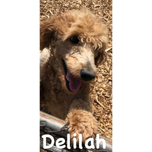 Delilah - Light red F1B. Mom is our Reba, dad, our Charlie.