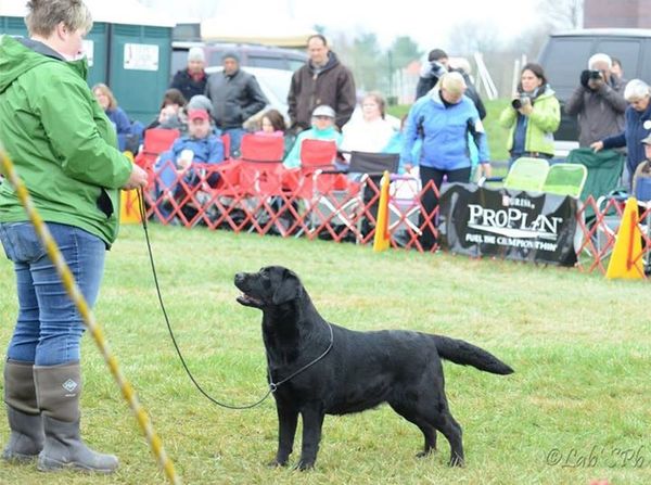 Regina went Reserve Winners Bitch at 22 months old at the 2015 Potomac, beautifully handled by Julie Romeo.
Regina finished with 3 specialty majors and a 5 pt all-breed major.  She went BISS at two specialties from the open black bitch class.