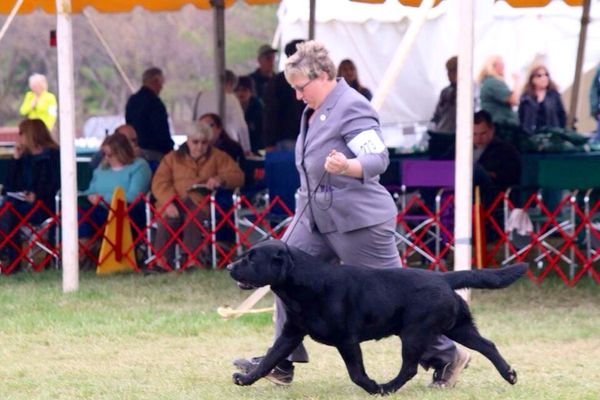 Watch for Sid at select all-breed shows and specialties being handled by Julie Romeo.