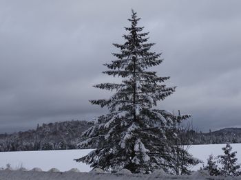 Mon beau sapin roi des forêts, Laurentides, Québec
