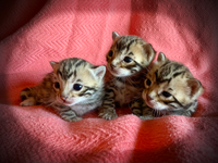 Kitten Picture Weekend - New Kittens
