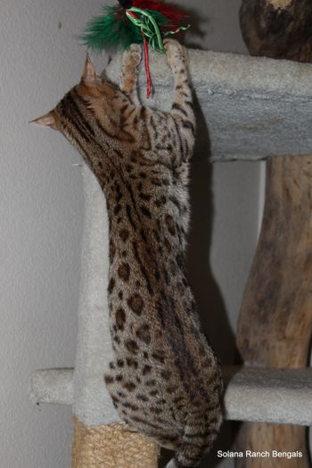 Solana Ranch Bengal cats and Bengal Kittens for sale from 