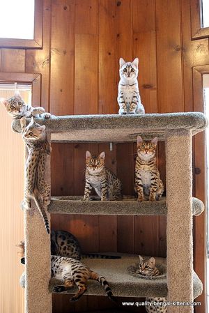 Bengal shop cat tree