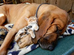 are bengal cats ok with dogs