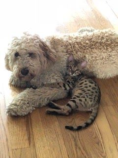 are bengal cats like dogs