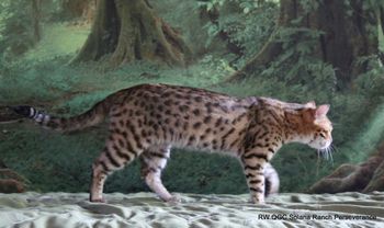 Solana Ranch Bengal Cats And Bengal Kittens For Sale From California Bengal Cat Breeder Solana Ranch Bengal Cats And Bengal Kittens For Sale From California Bengal Cat Breeder