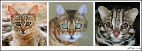 Left- African Wildcat; Center- SBT SR Domestic Tranquility; Right- ALC Elias of Callista