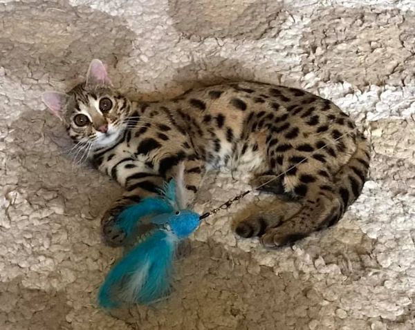 How Long do Bengal Cats Live?