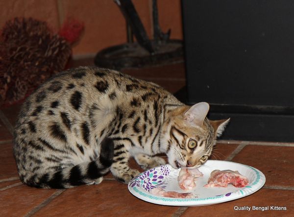 Bengal cat outlet food recommended