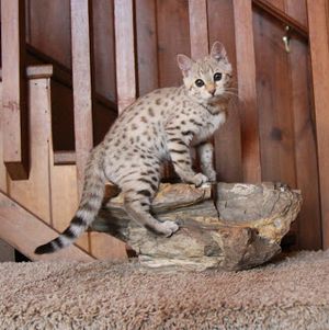 Everything You Need For Your New Bengal Kitten