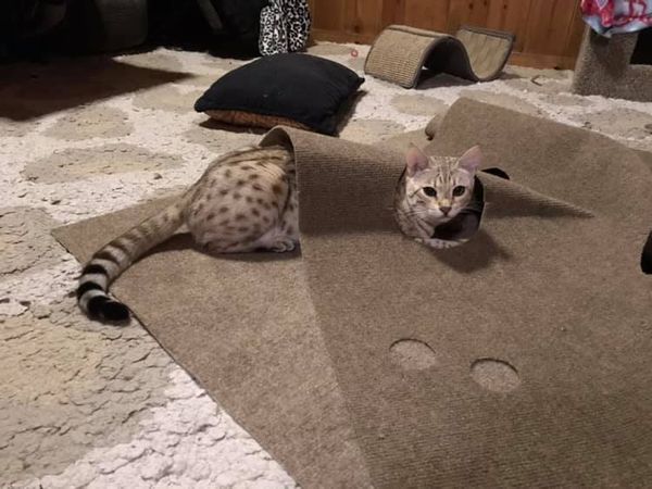 Best cat clearance toys for bengals