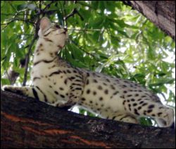 Bengal cat colors brown, sepia, snow, mink, white belly, countershading