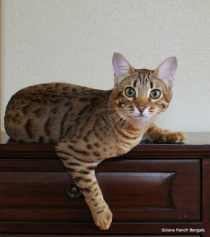 Solana Ranch Luau (AKA Little Lu) doesn't have show quality contrast or pattern.  However, she produces the best ear shape on SBT Bengals, and since ear shape is the hardest aspect of the ear to nail down, that makes her an extremely valuable breeding cat even though she'd never succeed in the show hall.