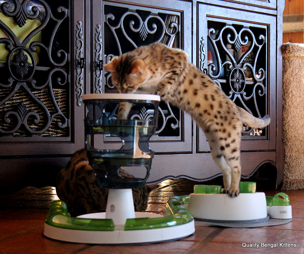 best interactive toys for bengal cats