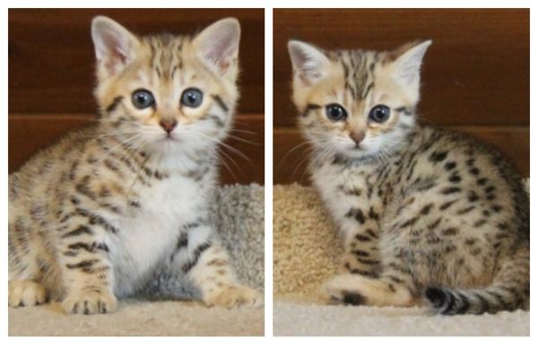 Bengal best sale cross kittens