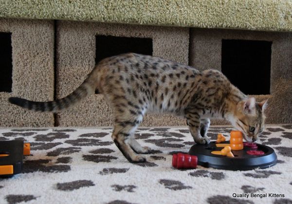 13 Cat Toys To Engage Your Kitty's Brain and Stave Off Boredom