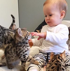 Baby bengal sale cat