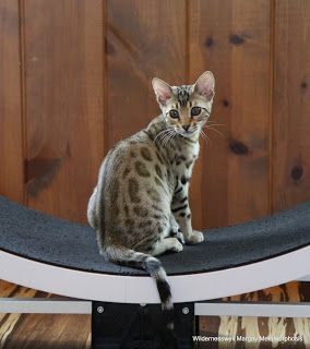 Purebred bengal store kittens for sale