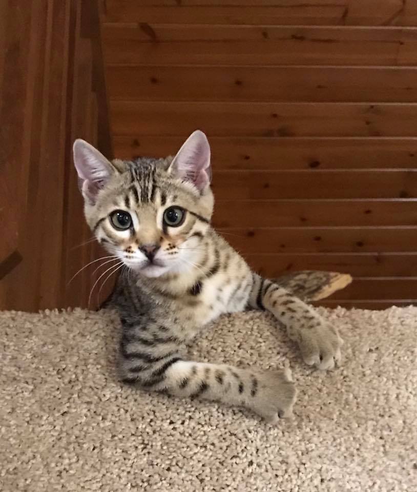 Solutions for Bengal Cat Litter Box Problems