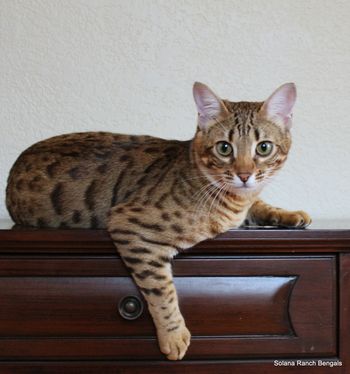 Solana Ranch Bengal Cats And Bengal Kittens For Sale From California Bengal Cat Breeder Solana Ranch Bengal Cats And Bengal Kittens For Sale From California Bengal Cat Breeder