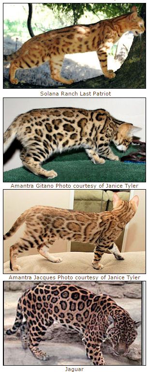 Bengal cat rosettes and spots