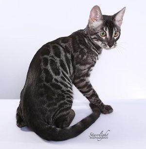 Grey best sale leopard cat