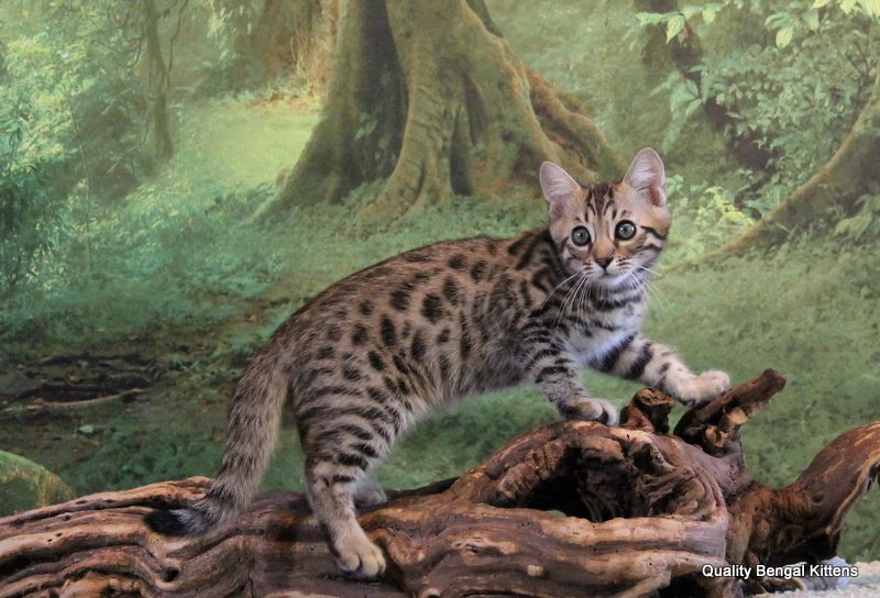 How Long do Bengal Cats Live?