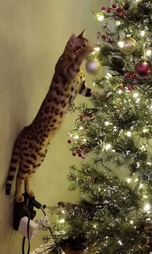 cats in christmas trees