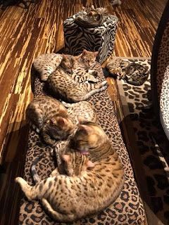 Brown spotted Bengal kitten - Hypoallergenic Cat - Bengal Cats for